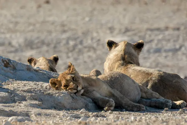 Aslan yavrusu Etoşa 'da dinleniyor, park, namibya