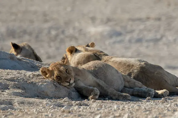 Namibya 'daki Etoşa Ulusal Parkı' nda bir grup aslan.