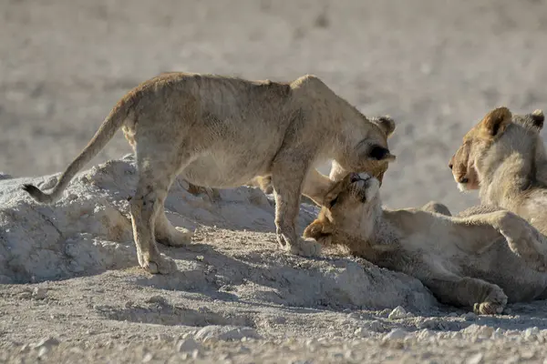 lions in the etosha in the namibia