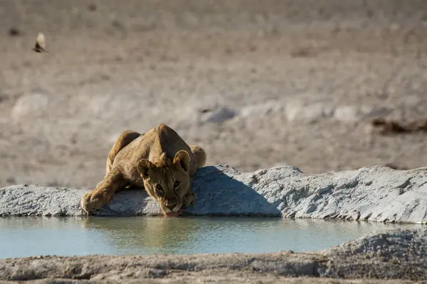 Afrika aslanı Kruger Park, Güney Afrika 'da Felidae familyasından Specie Panthera Leo