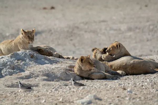 Etoşa Ulusal Parkı 'nda vahşi aslanlar