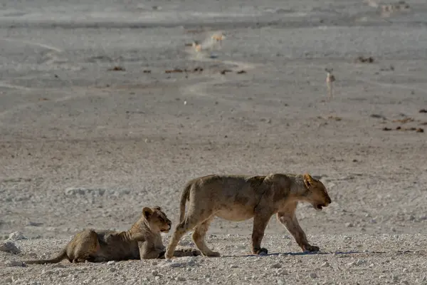 Çöldeki genç aslan.