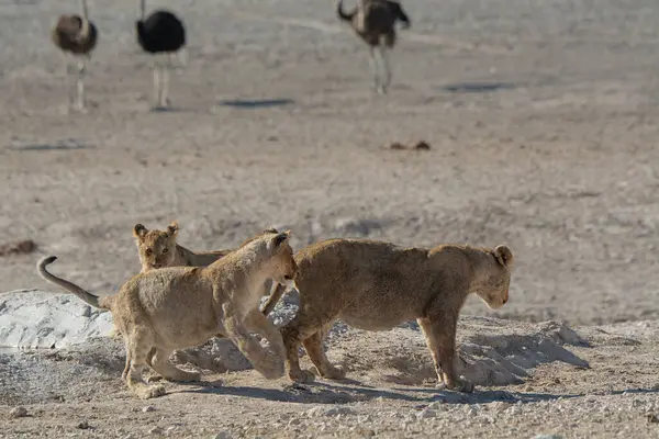 Savanadaki vahşi aslanlar