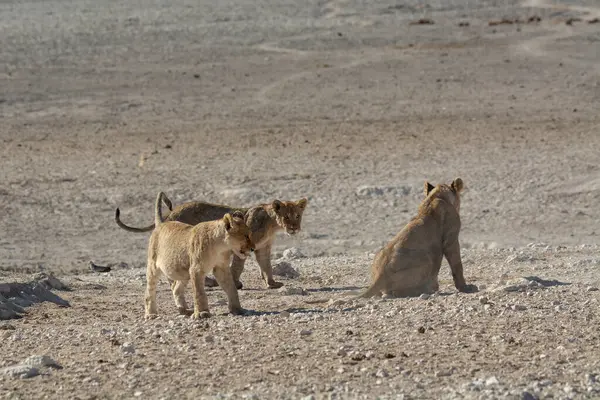 Aslan ve genç erkek aslan.