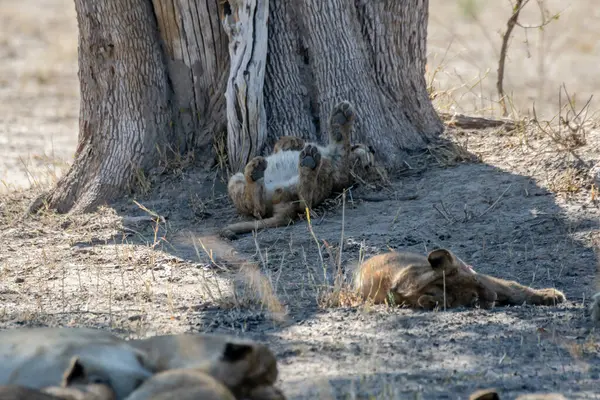 Afrika 'nın güneyindeki Kruger parkında aslan var..