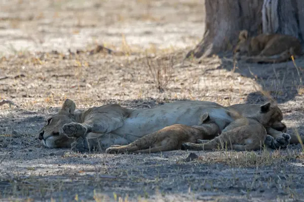 Aslan ailesi Güney Afrika 'da güneşin gölgesinde dinleniyor.