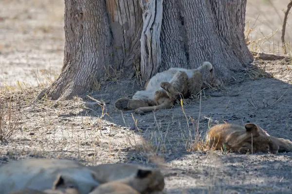 Namibya 'daki vahşi aslanlar, Afrika