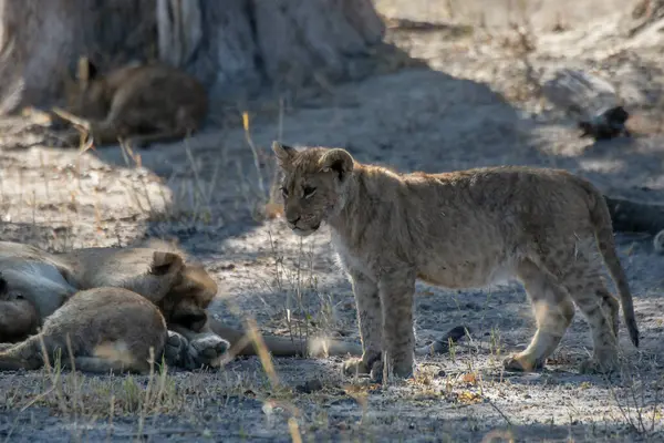 Afrika savanasında aslan ailesi oynuyor.