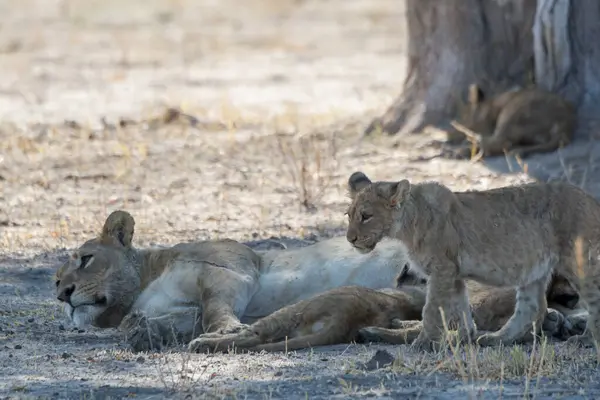 Etoşa Ulusal Parkı, Namibya 'da dişi aslan ve aslan yavruları