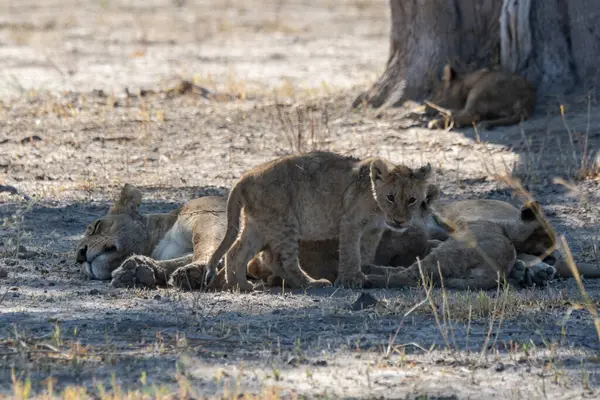 Savanada oynayan aslan yavruları