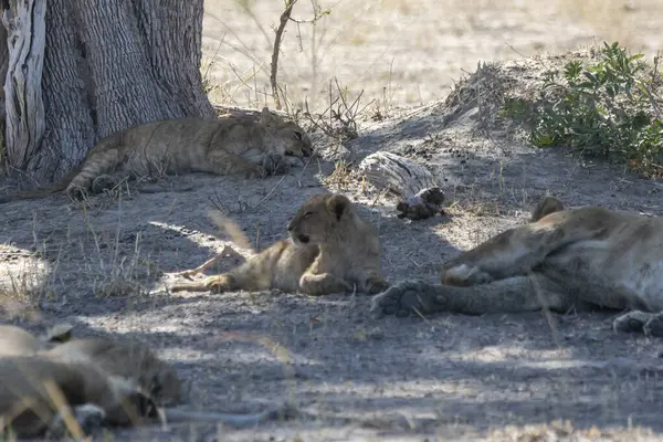 Etoşa Ulusal Parkı, Namibya 'da bir aslan.