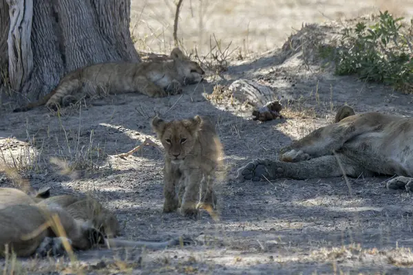 Aslan yerde dinleniyor.