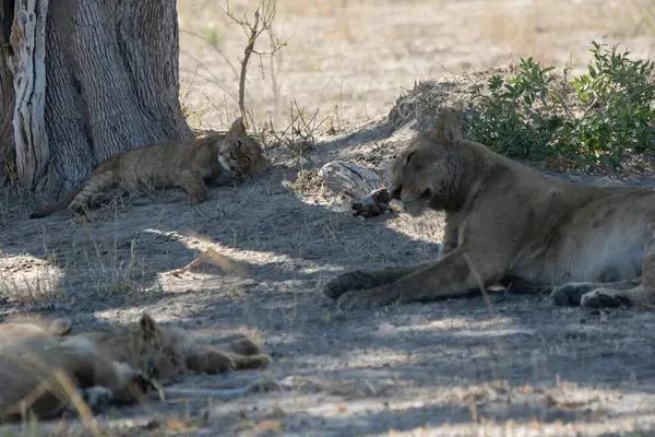 Savanadaki aslan ailesi.