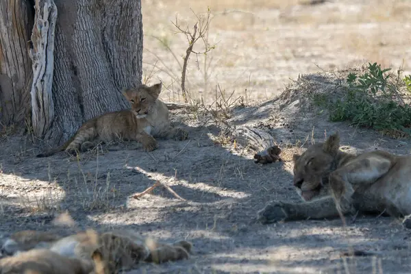 Güney Afrika 'daki Kruger Ulusal Parkı' nda aslan var.