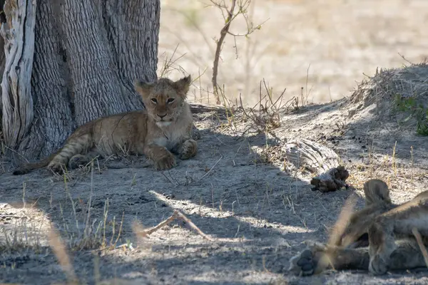 Güney Afrika 'daki Kruger Milli Parkı' nda oynayan bir aslan yavrusu ve anne..
