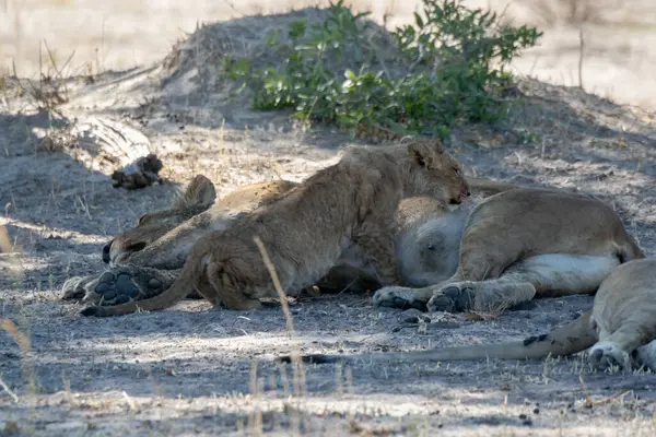 Güney Afrika 'daki Kruger Ulusal Parkı' nda aslanlar.