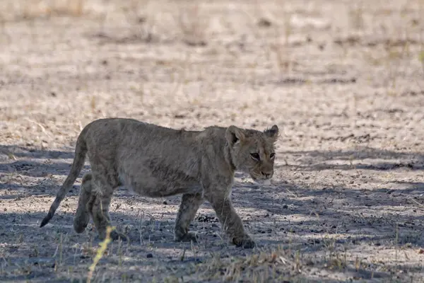 Kenya savanındaki aslan