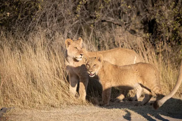 Afrika 'nın güneyindeki Kruger Park' taki çalılıklarda aslan var.