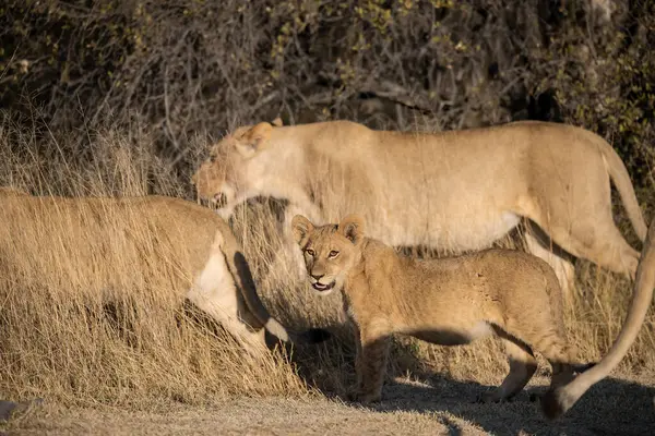 Dişi aslan Botswana 'nın güneyindeki vahşi bir Afrika bozkırında yürüyor. Güney Afrika.