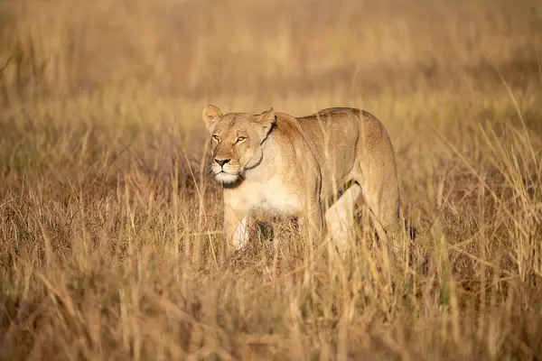 Çimenlikteki aslan. Afrika, Kenya. kenya.