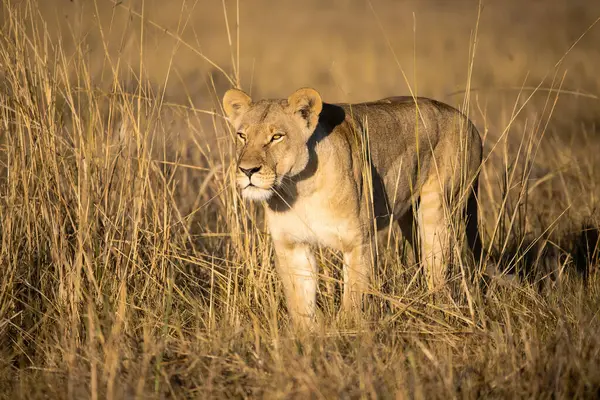Güney Afrika 'da vahşi bir otta dişi aslan.