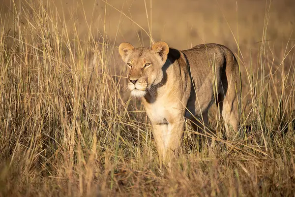 Afrika savanındaki aslan.