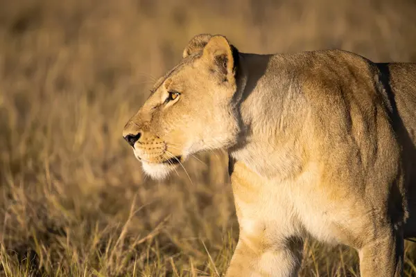 Güney Afrika 'daki Kruger parkında yürüyen bir aslan..
