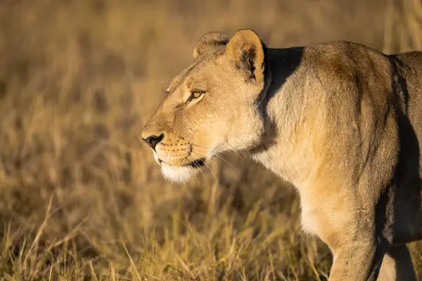 Afrika, Kruger Park 'ta savanda yürüyen erkek aslan.