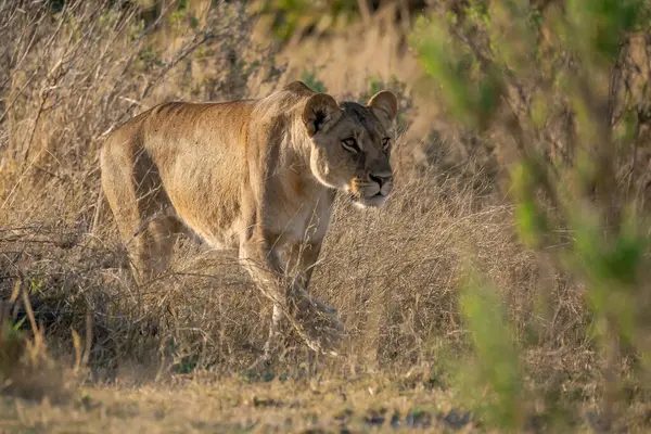 Vahşi doğada dişi aslan.