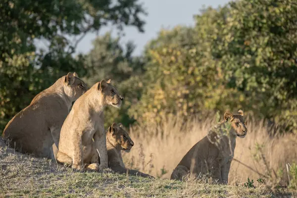 Güney Afrika 'daki Kruger parkında aslan ailesi.