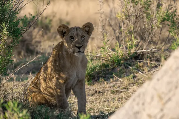 Güney Afrika 'daki Kruger parkında çimlerde yürüyen aslan yavrusu..