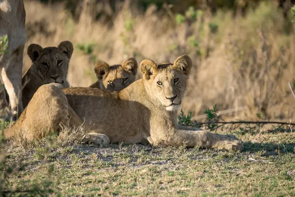 lion cubs in the kruger park