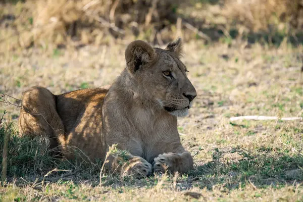 çim döşeme aslan yavrusu