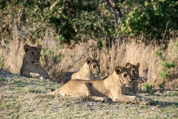 Vahşi doğada dişi aslan.