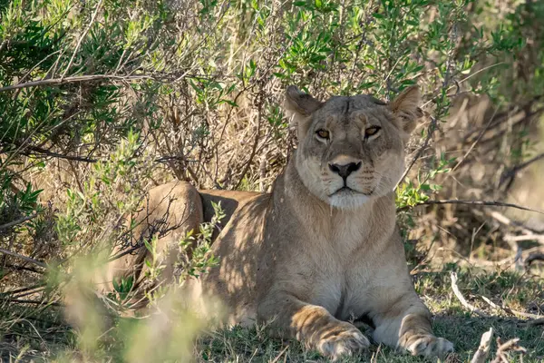 dişi aslan çimenlerde dinleniyor.