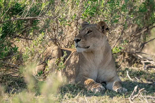 Kenya savanındaki aslan