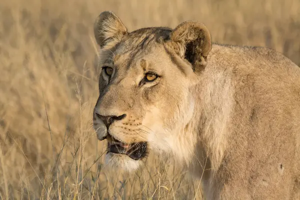 Erkek aslan Botswana, Afrika 'nın güneyindeki milli parkta çimlerin üzerinde dinleniyor..