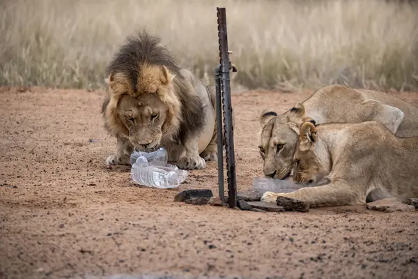Etoşa Ulusal Parkı, Namibya 'da aslan ve aslan