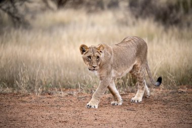 Aslan Kruger Park 'ta yürüyor