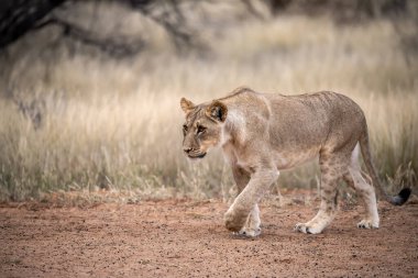 Aslan, Afrika 'nın güneyindeki Kruger Milli Parkı' nda çimlerin üzerinde yürüyordu.