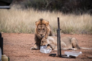 Bir erkek aslan Namibya 'da bir hayvanat bahçesinde bir bankta yatıyor..