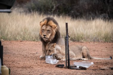 Kruger Ulusal Parkı 'nda içen Afrika aslanı.