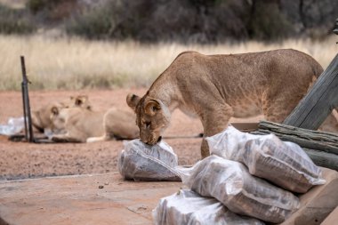 Hayvanat bahçesindeki büyük aslanlar. Şehirdeki hayvanat bahçesi..