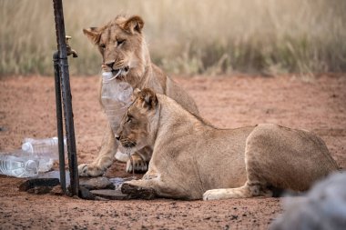 Genç dişi Afrikalı aslanlar