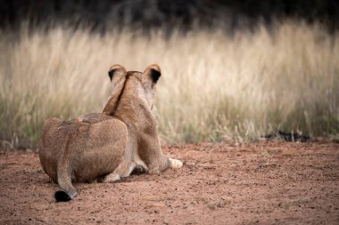 Kuru otların arasında bir aslan yavrusu.