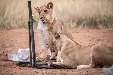 Aslan ın kruger national park, Güney Afrika