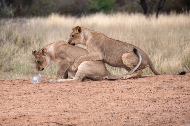 Dişi aslan ve aslan kuru bir çalılıkta oynuyorlar. Kruger Ulusal Parkı, Güney Afrika.