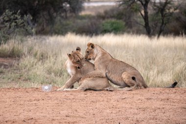 Güney Afrika 'daki savanda aslanlar