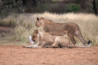 Güney Afrika 'daki Kruger Ulusal Parkı' ndaki aslanlar.