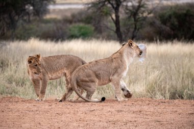 Güney Afrika 'daki Kruger Park' ta sudan su içen aslan.